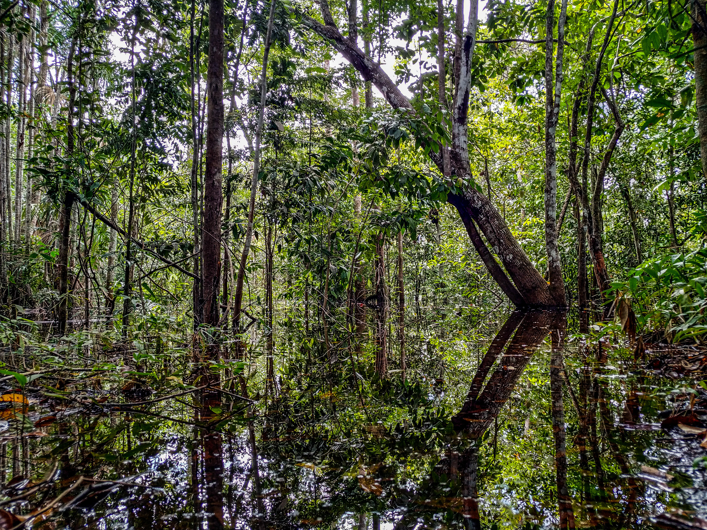 Brazilian Landscape In The Middle Of The Amazon Forest Trees