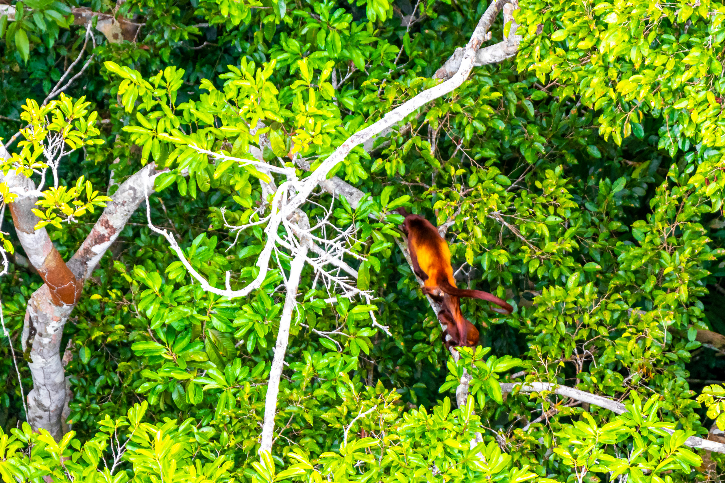 Brown Orange Howler Monkey Jumps Around In The Treetops