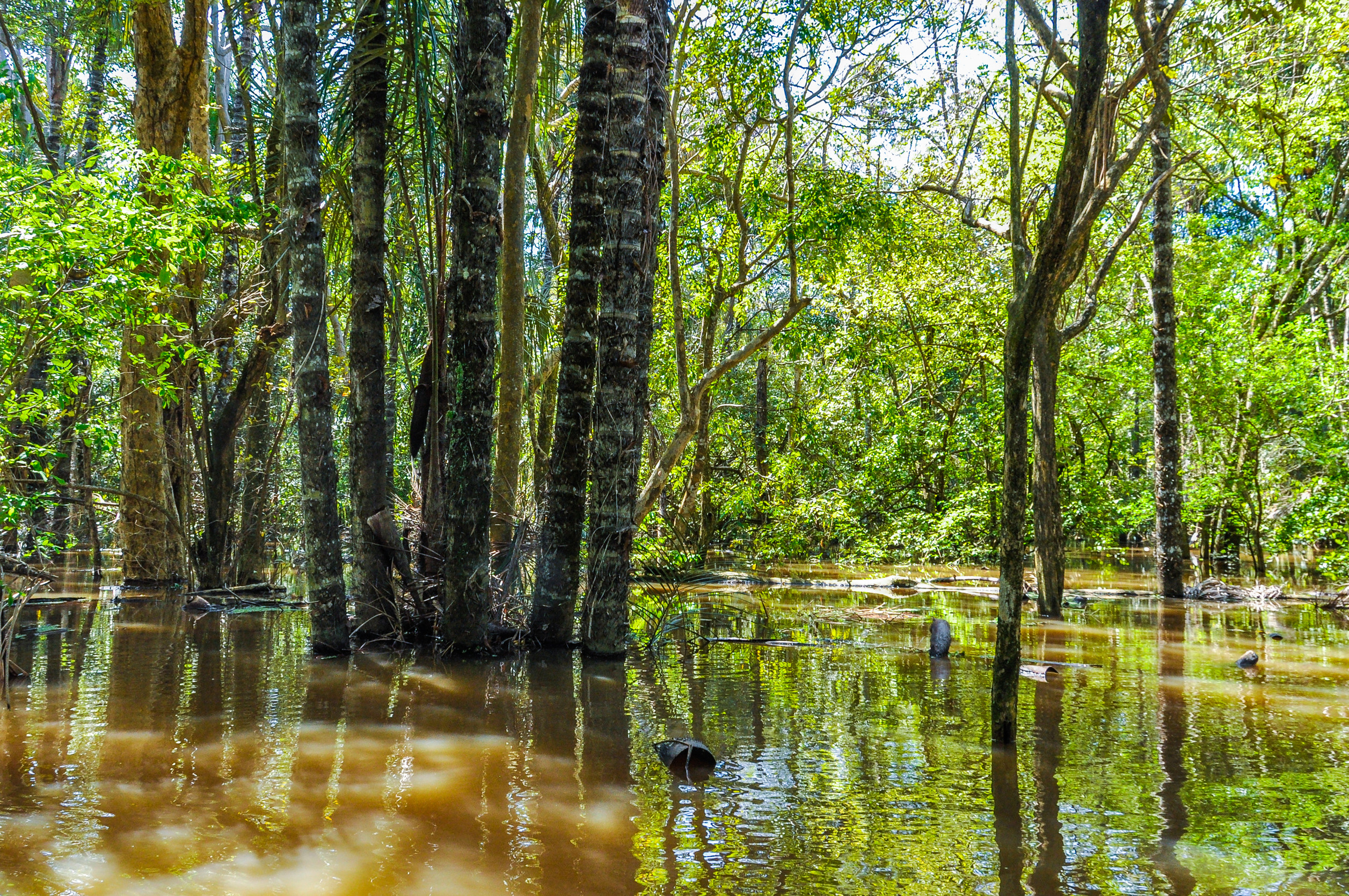 Flooded Trees In The Amazon Rainforest Close To Santarem Brazil