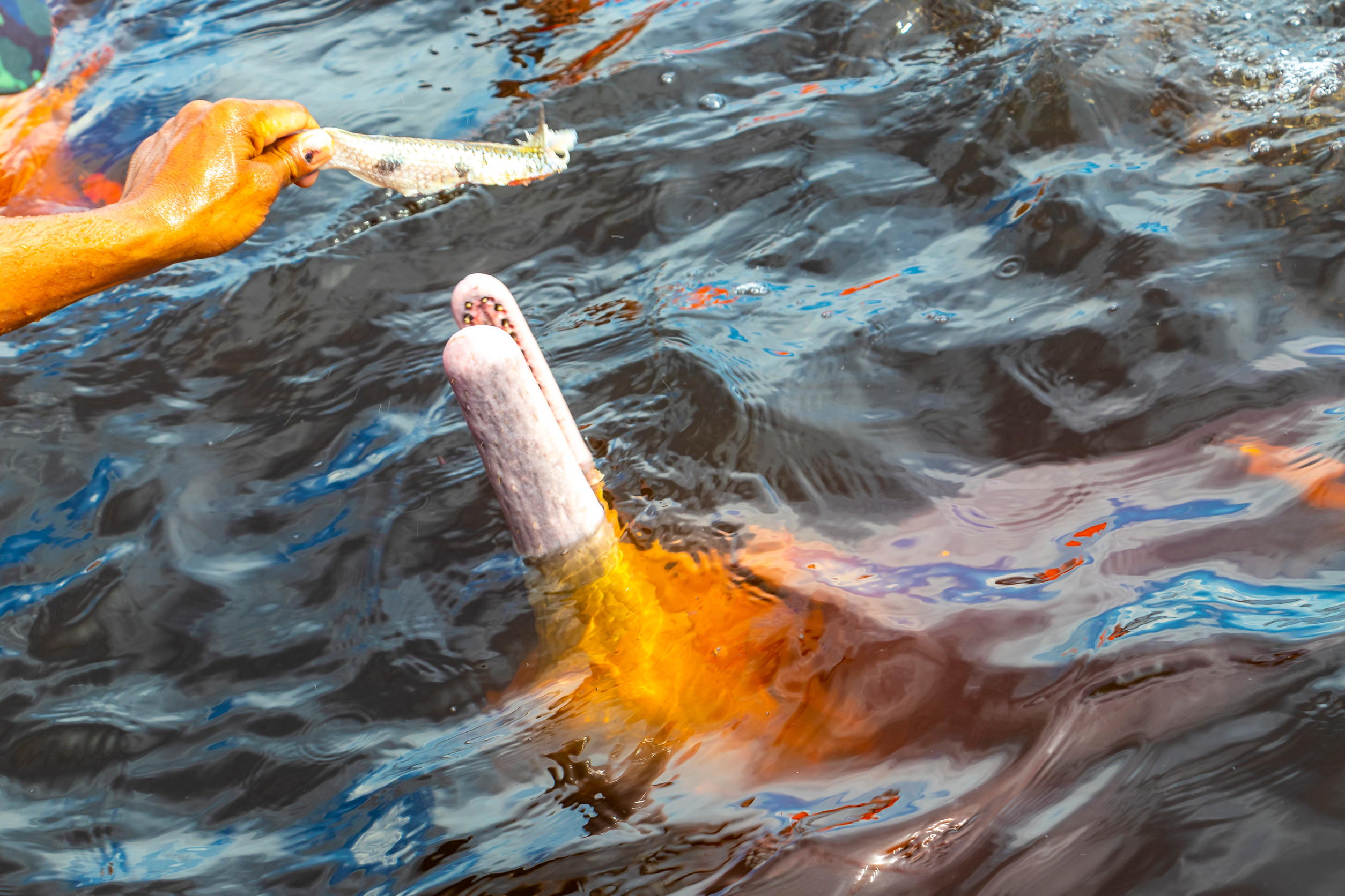 Amazon river dolphin feeding interaction