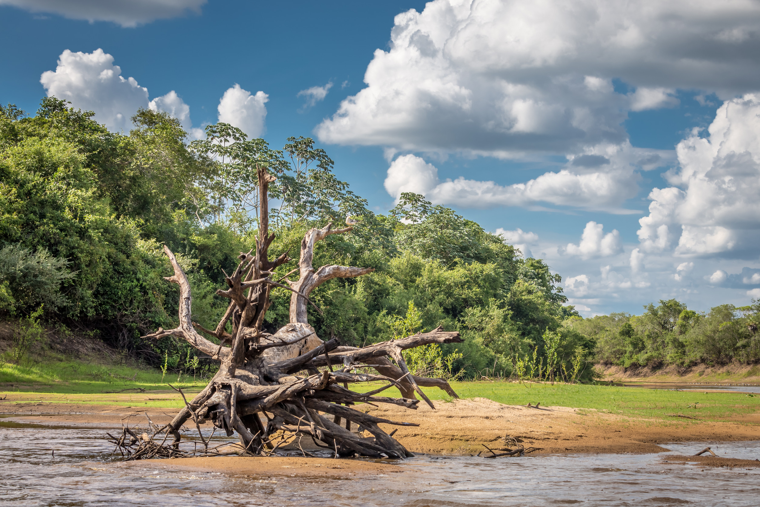 Landscape Of Pantanal Wetland