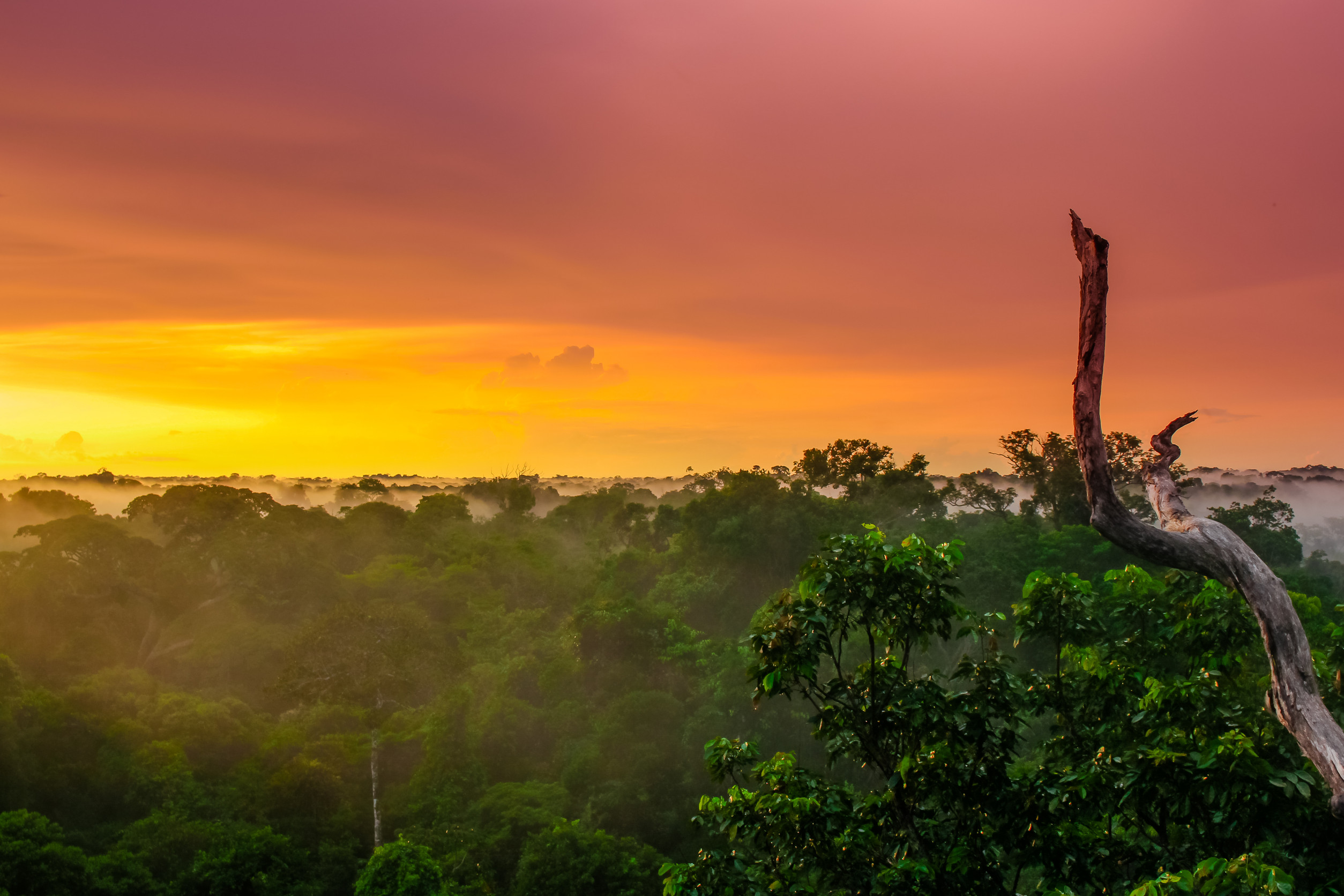 View On Sunset Over The Trees In The Brazilian Rainforest Of Amazonas